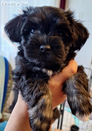 Bichon Havanese