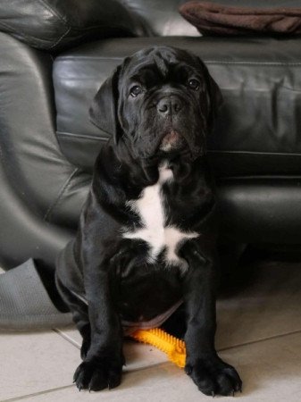 Cane Corso