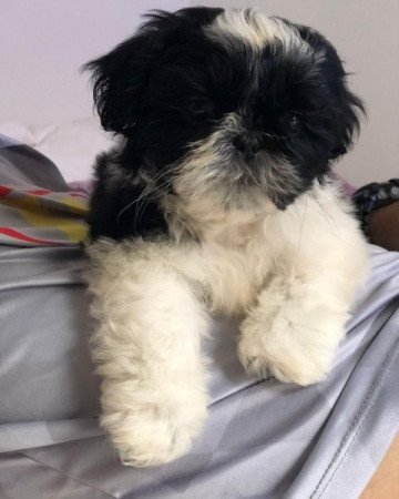 Shih Tzu