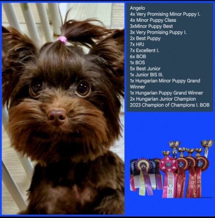 Yorkshire terrier