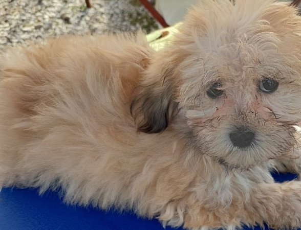 Bichon havanese