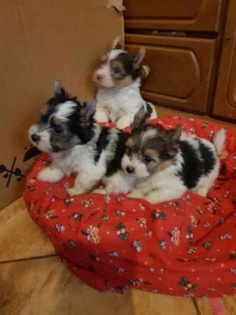 Yorkshire terrier biewer MINI