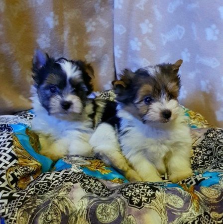 Yorkshire terrier biewer MINI