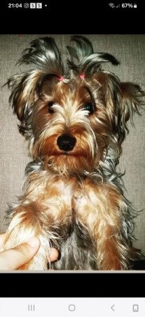 Yorki terrier