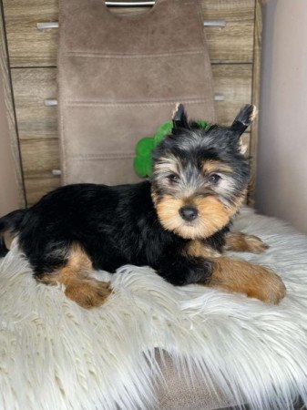 Yorkshire terrier