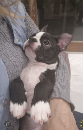 Boston Terrier