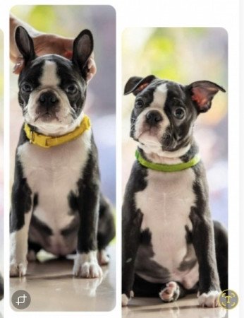 Boston Terrier