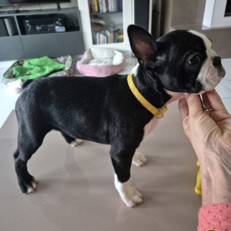 Boston Terrier