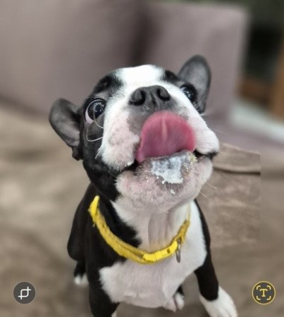 Boston Terrier