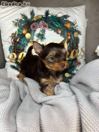 Yorkshire terrier szuka