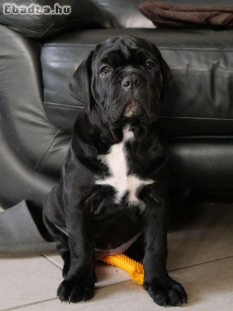 Cane Corso kislány