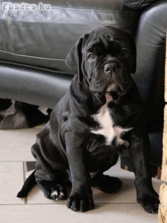 Cane Corso kislány