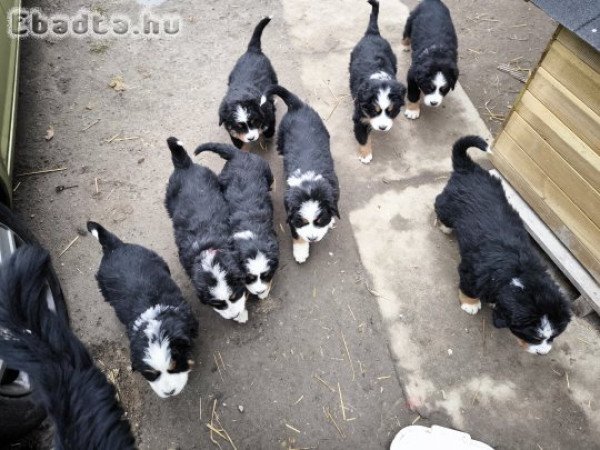 Berni pásztor kiskutyák gondos gazdit keresnek