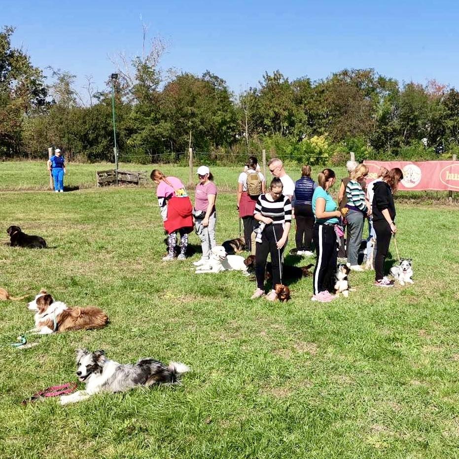 DogVanguard Kutyaiskola