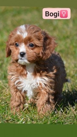 Cavapoo