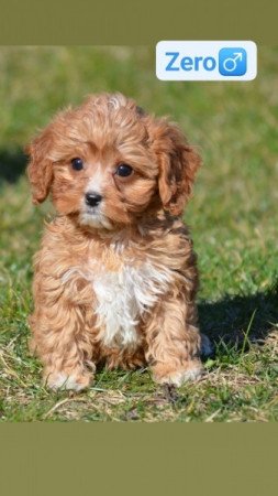 Cavapoo