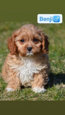 Cavapoo