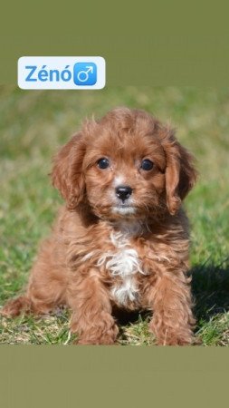 Cavapoo