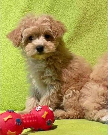 Mini meretu maltipoo maltai selyem es toy uszkar