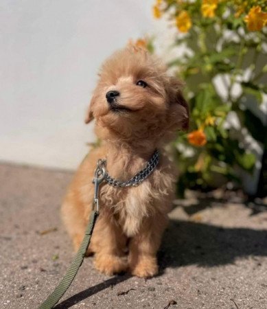 Mini meretu maltipoo maltai selyem es toy uszkar