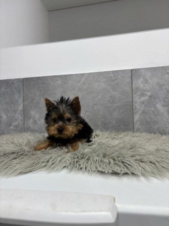 Yorkshire terrier