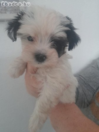 Elado Bichon Havanese kiskutyák