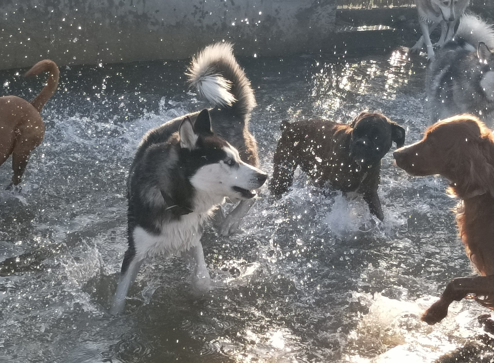 Family Dog - Kutyapanzió - Napközi és Kutyaiskola