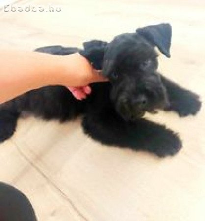 Közép Schnauzer gyönyörű kiskutyák eladók