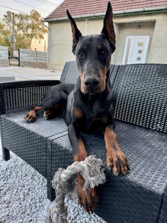 Dobermann fedeztetés