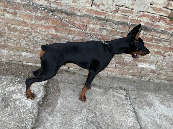 Dobermann fedeztetés