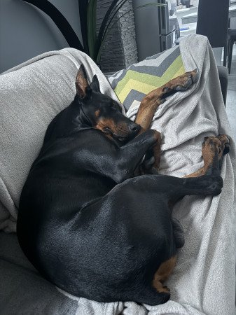 Dobermann fedeztetés