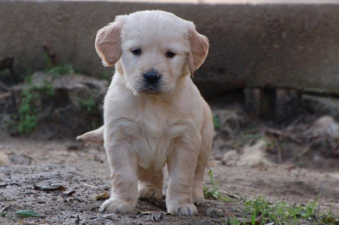 Golden retriever