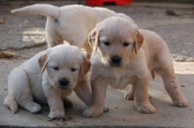 Golden retriever