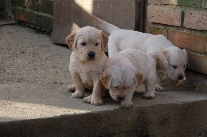 Golden retriever