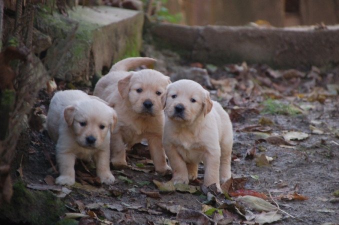 Golden retriever