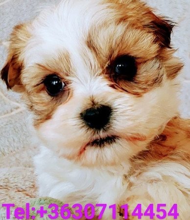 Bichon havanese