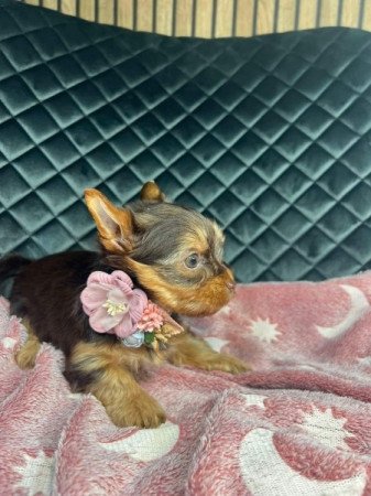 Yorkshire terrier