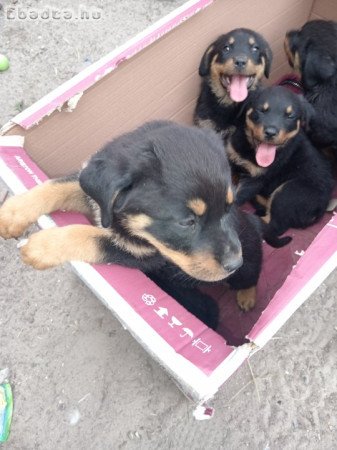 Rottweiler kiskutyák szerető gazdit keresnek