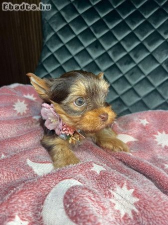 Yorkshire terrier szuka