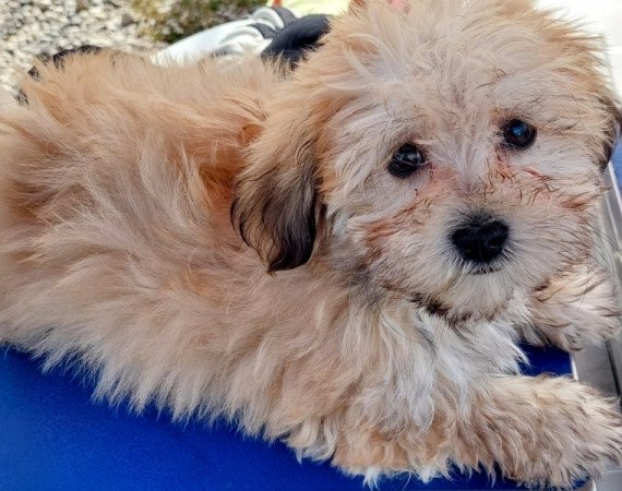 Bichon havanese