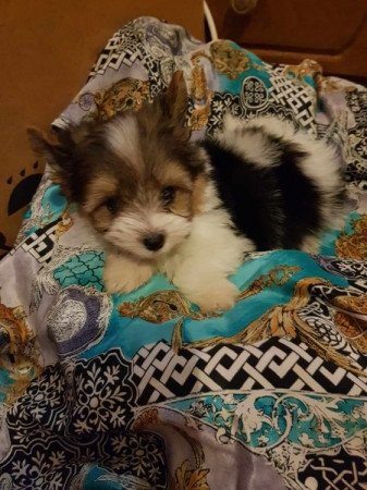 Yorkshire terrier biewer MINI