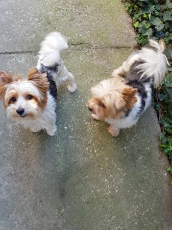 Yorkshire terrier biewer MINI