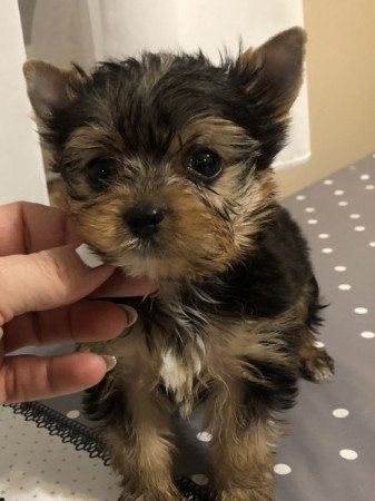 Yorkshire terrier