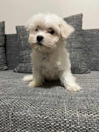 Bichon havanese