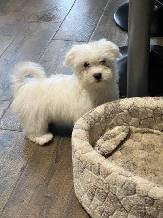 Bichon havanese