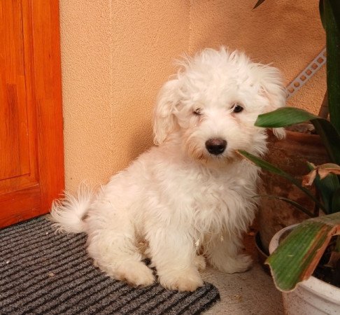 Bichon havanese