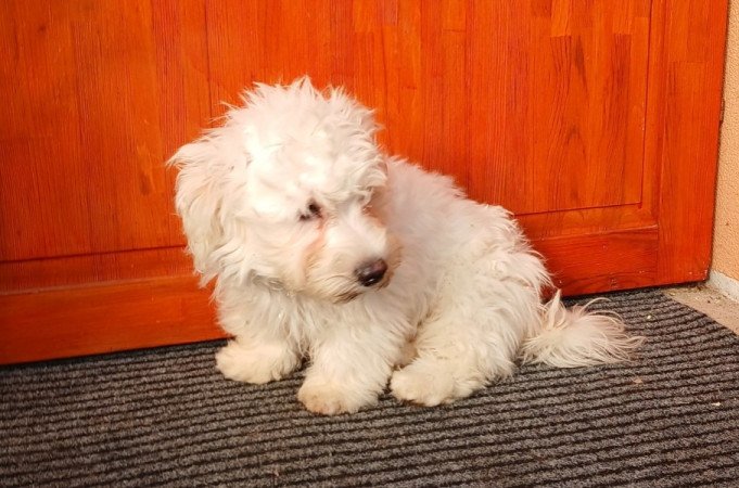 Bichon havanese