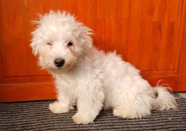 Bichon havanese