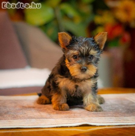 Yorkie-Yoksir terrier puppies