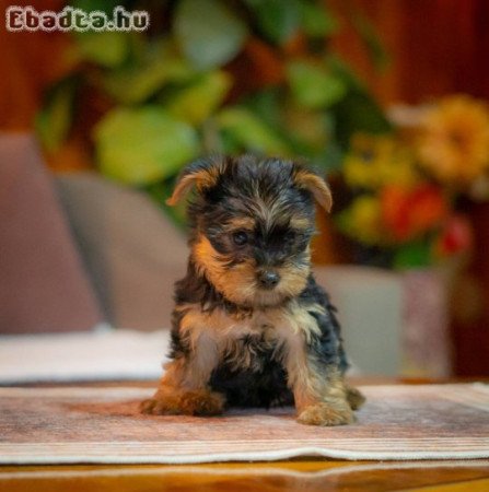 Yorkie-Yoksir terrier puppies